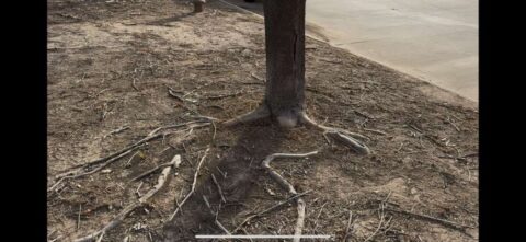 Tree Roots Covering Column Why Covering Tree Roots with Soil or Sod Causes Tree Decline | Arborist ...