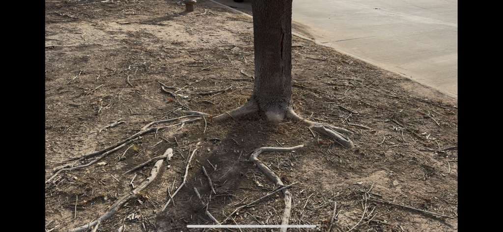 Why Covering Tree Roots with Soil or Sod Causes Tree Decline In Granbury, TX