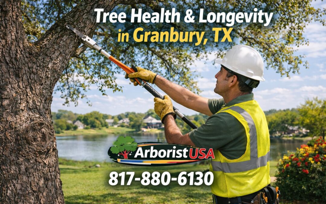 Key Tips for Enhancing Tree Health and Longevity in Granbury, TX