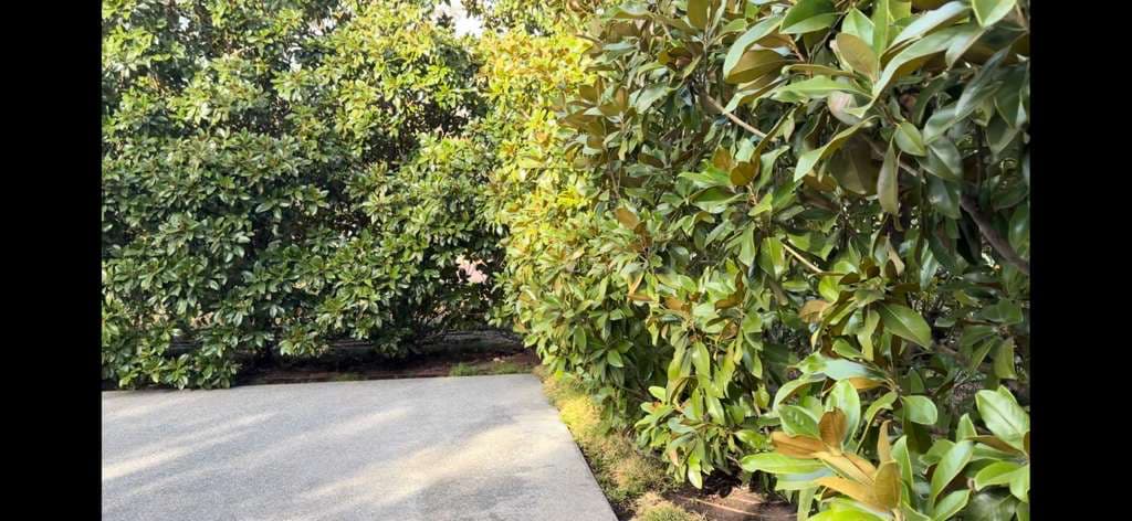 How to Keep Southern Magnolias Healthy in Fort Worth, Texas