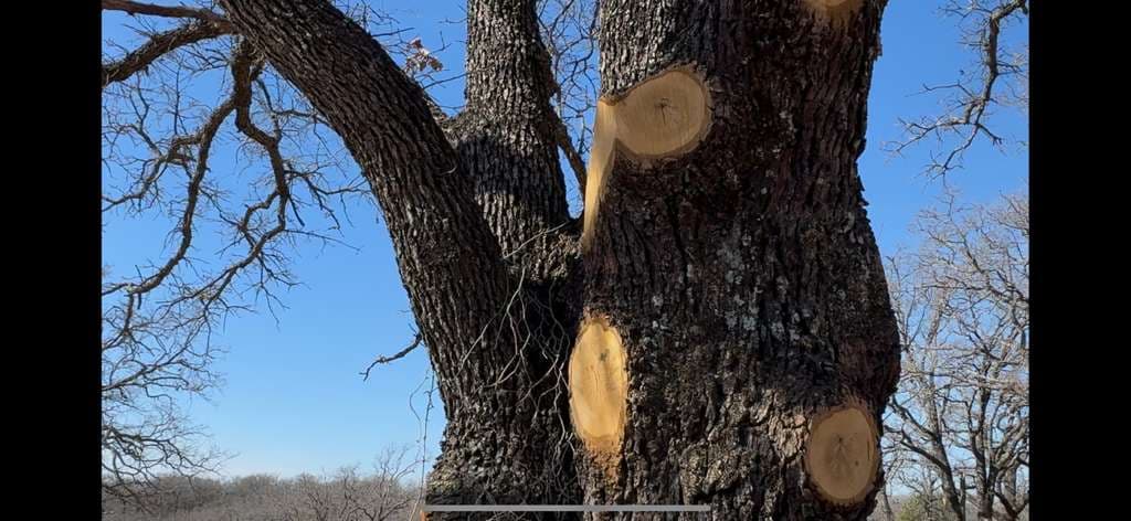 Improper Tree Pruning in Santo, Texas – Why ANSI A300 Standards Protect Native Oaks