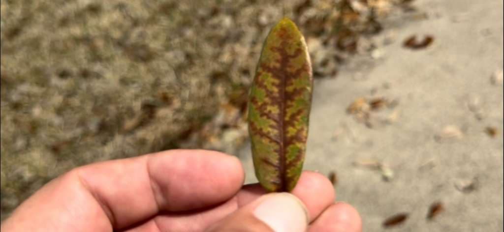 Oak Wilt in Kopperl TX – Pathology, Transmission, and Professional Treatment