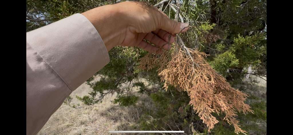 Red Mountain Cedar Decline in Weatherford, Texas – Spider Mites, Diplodia & Water Stress Diagnosis
