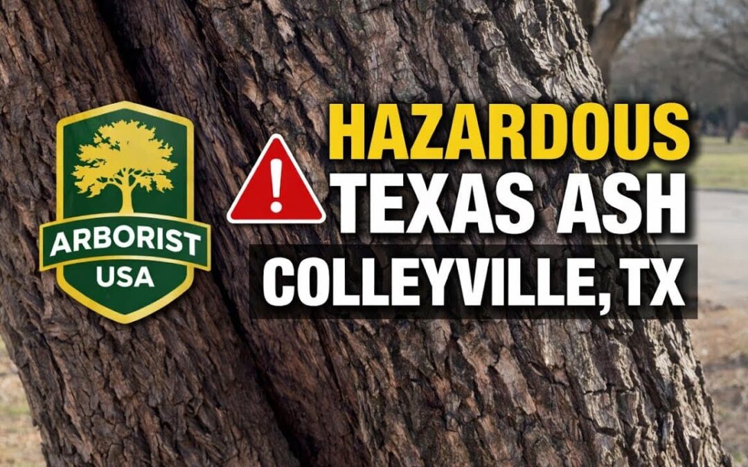 Tree Risk Assessment in Colleyville TX | Texas Ash Hazard Evaluation