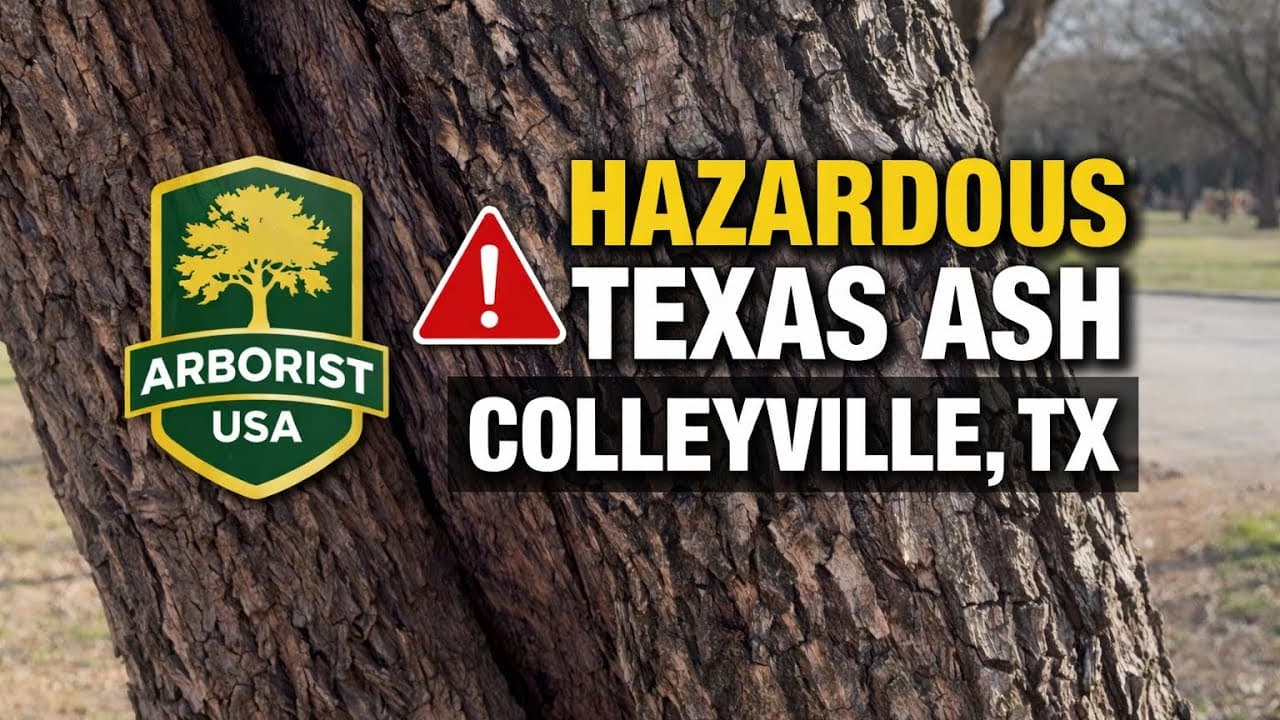 Tree Risk Assessment in Colleyville TX | Texas Ash Hazard Evaluation ...