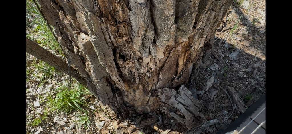 Cottonwood Borer Infestation and Tree Risk Assessment in Granbury, Texas Along the Brazos River