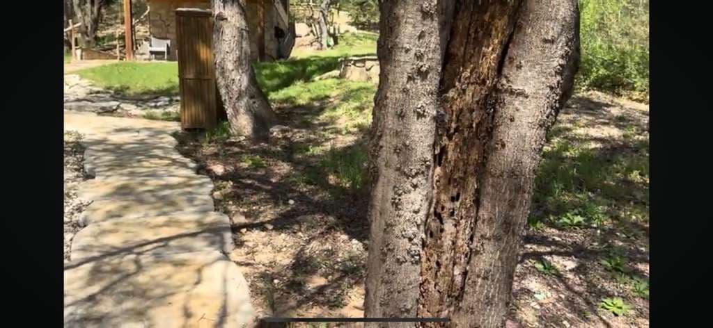 Tree Risk Assessment in Granbury, Texas: Structural Failure in Shumard Red Oak with Advanced Decay