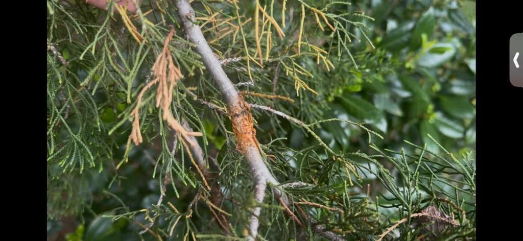Twig Canker, Diplodia, and Spider Mites in Junipers and Red Mountain Cedars: Diagnosis and Treatment in Little Elm, Texas