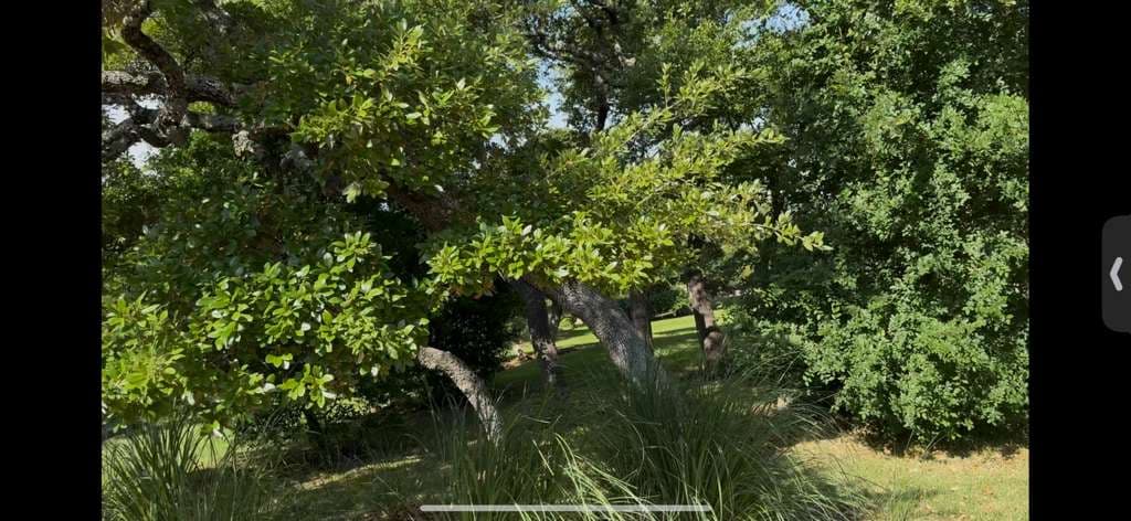 Air Spading to Correct Waterlogging and Anthracnose in Trees – Mansfield, Texas