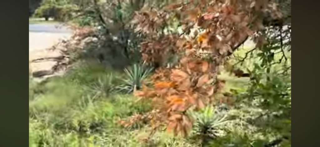 Anthracnose and Twig Canker on Southern Live Oaks in Granbury, Texas