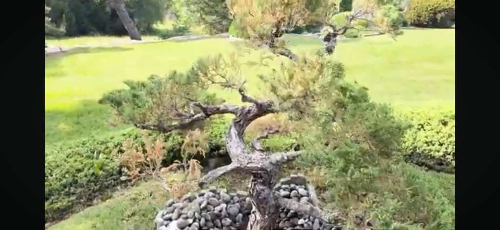 Diplodia Tip Blight Treatment for Junipers, Pines, and Evergreen Trees in Westlake, Texas