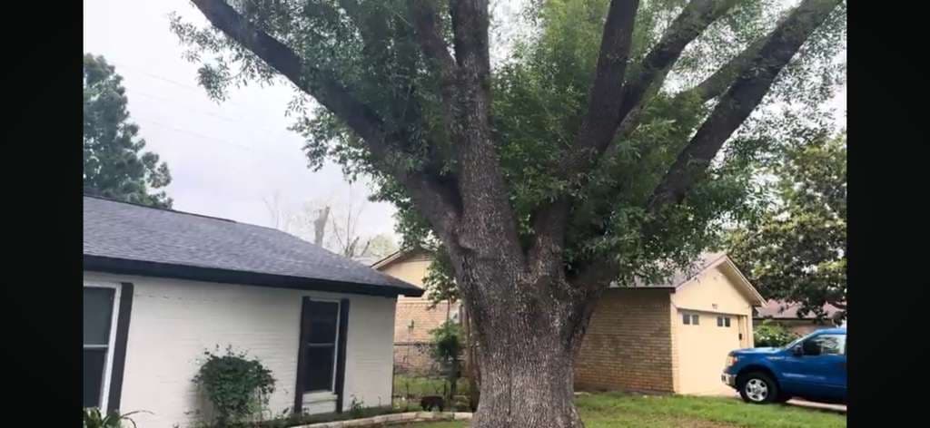 Emerald Ash Borer Treatment and Structural Pruning for Texas Ash Trees in Bedford, Texas