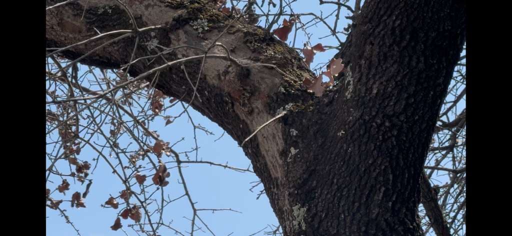 Hypoxylon Canker on Black Oaks and Savannah Post Oaks in Southlake, Texas