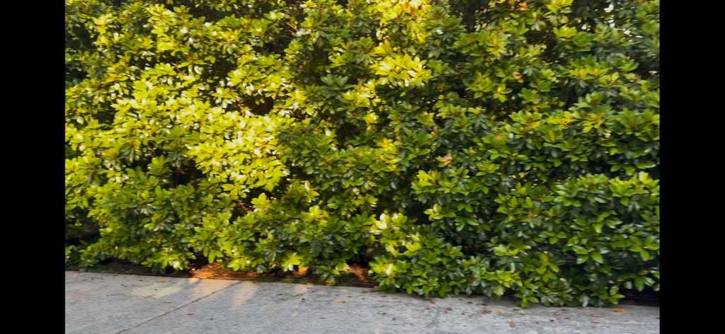 Magnolia Tree Damage From Vehicle Impact in Westover Hills, Texas: Bark Sloughing, Root Flare Injury, and Pest Pressure