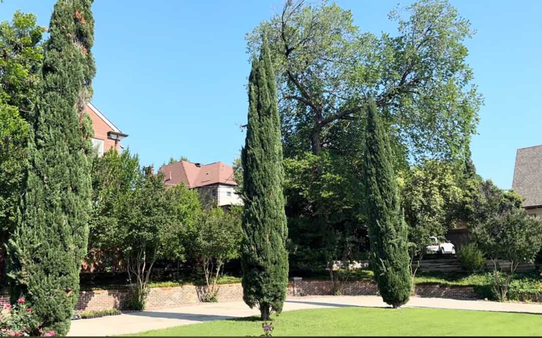Seiridium Canker Treatment for Italian Cypress in Westover Village, Texas