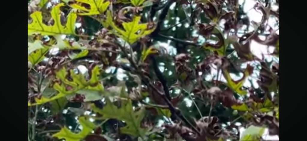 Waterlogged Soil, Root Hypoxia, and Bacterial Leaf Scorch on Red Oak Trees in Arlington, Texas
