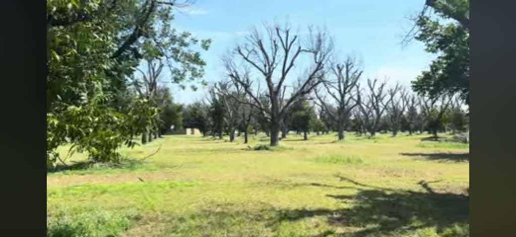 Texas Pecan Tree Drought Stress and Tree Recovery in Pecan Plantation, Granbury, Texas