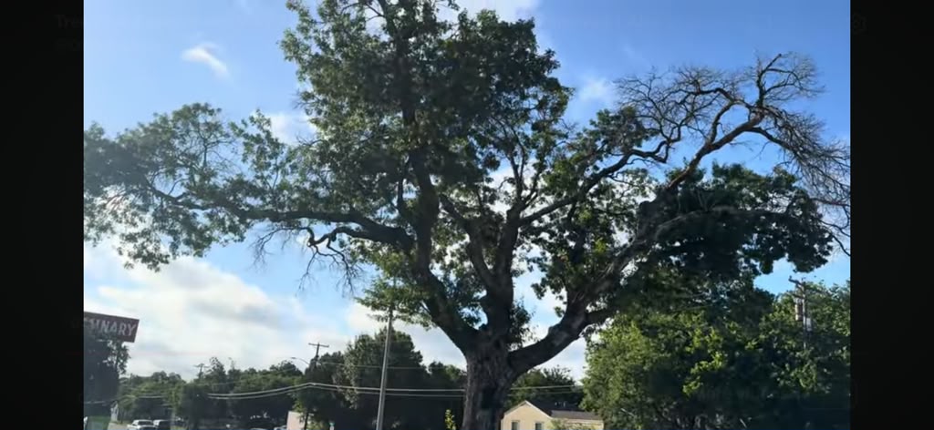 Tree Risk Assessment of a Failing Shumard Red Oak in Alta Vista, Fort Worth, Texas
