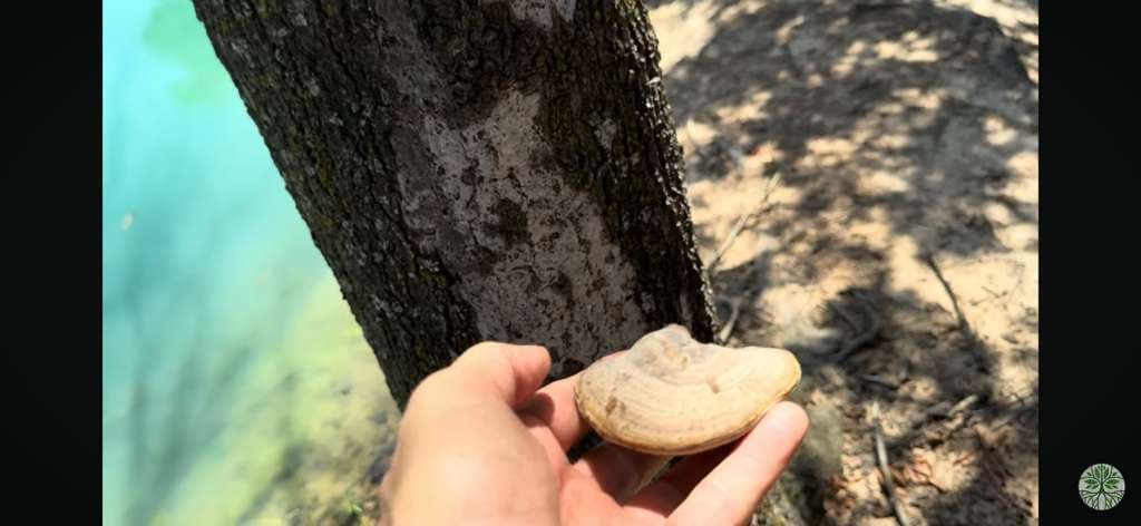 Hypoxylon Canker on Water Oaks and Savannah Post Oaks in Combine, Texas