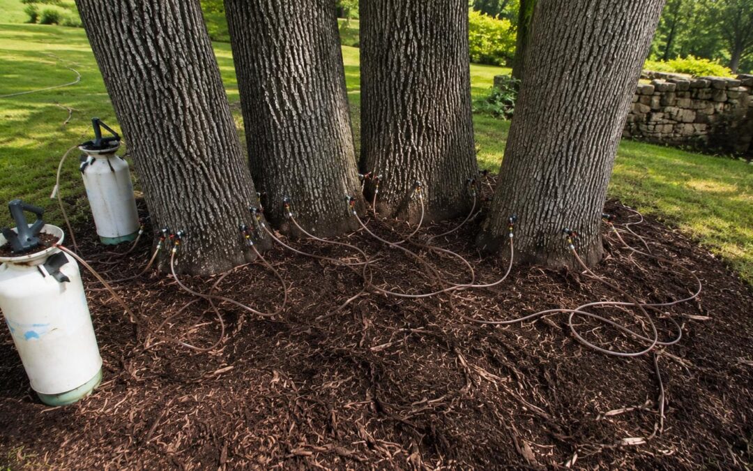 Oak Wilt Prevention for Southern Live Oaks and Red Oaks at Eagle Mountain Lake, Texas