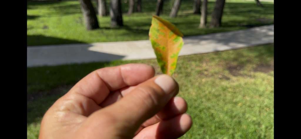 Oak Wilt Treatment and Prevention for Southern Live Oaks in Lake Worth, Texas