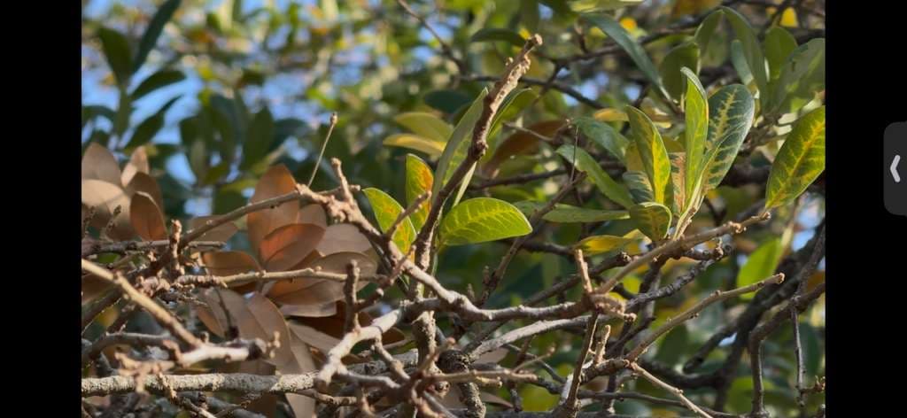 Oak Wilt on Southern Live Oaks in Mineral Wells, Texas