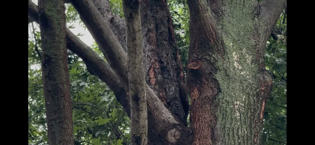 Shumard Red Oak Recovery After Lion-Tailing and Insect Pressure in North Texas