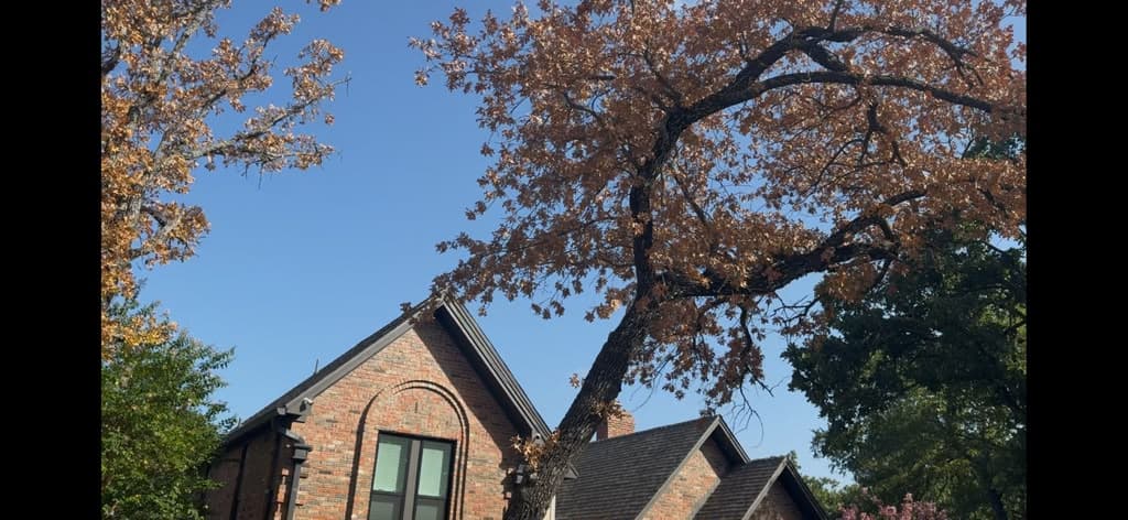 Stressed Savannah Post Oaks and Root Suffocation in Southlake, Texas