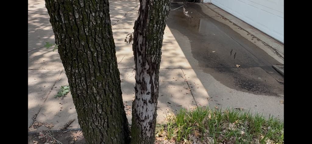 Savannah Post Oak Decline During Summer Heat and Root Stress in Euless, Texas