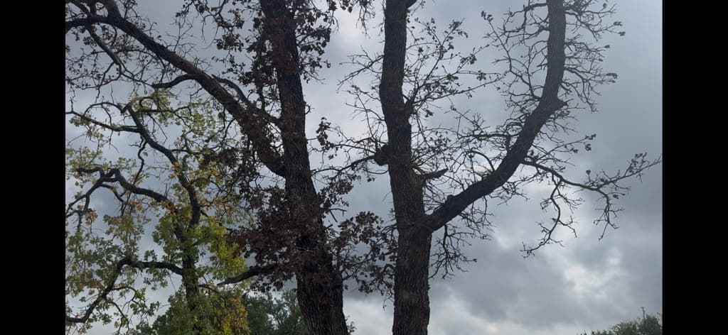 Stressed Savannah Post Oaks from Construction, Herbicide Exposure, and Environmental Stress in Weatherford, Texas
