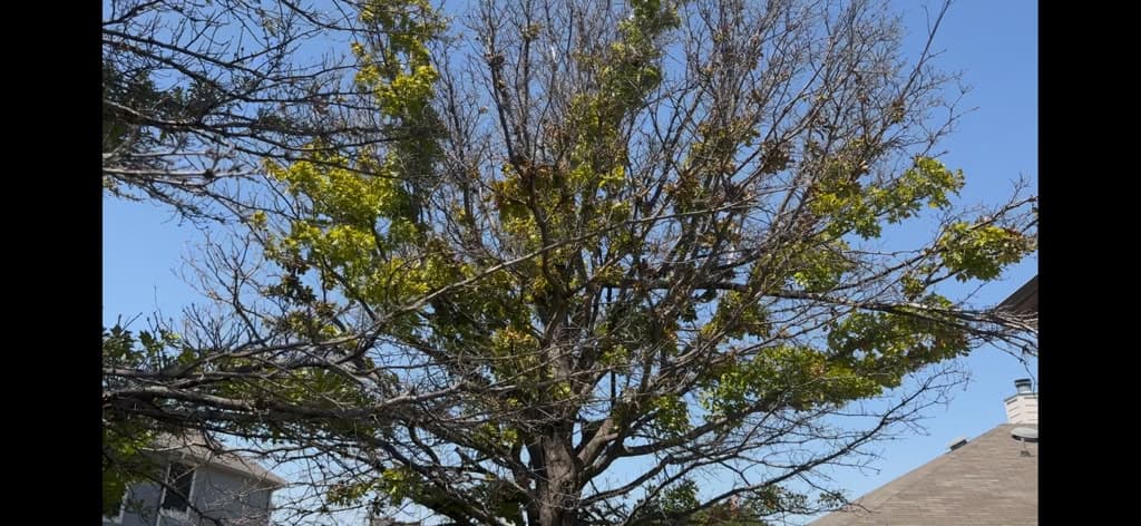 Environmental Impact on Shumard Red Oaks in Roanoke, Texas