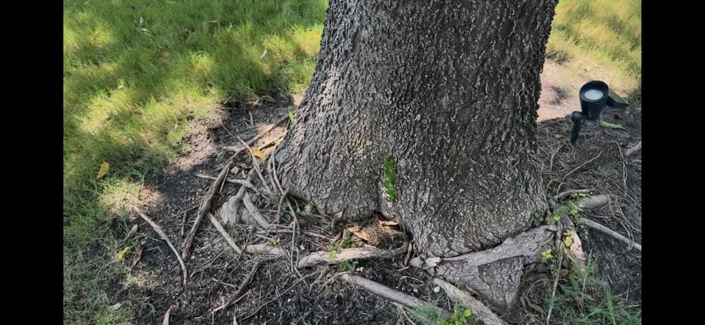 Mitigation of Girdling Tree Roots on a Mature Hackberry in Haslet, Texas