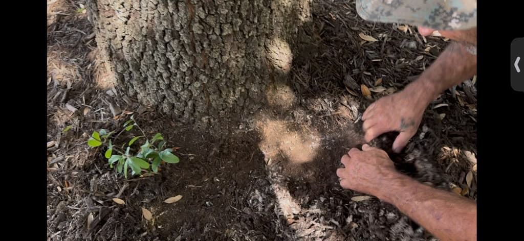 Negative Impact of Over-Mulching Trees in Granbury, Texas
