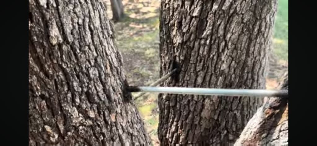 Structural Tree Cabling and Bracing Support in Southlake, Texas