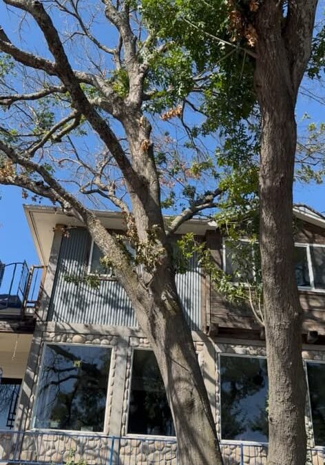 Tree Risk Assessment of a Shumard Red Oak in Granbury, Texas