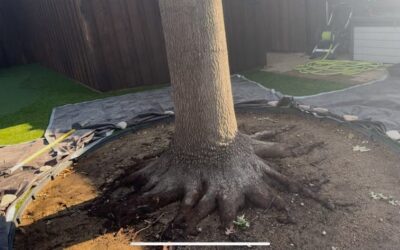 Artificial Turf Suffocating Red Oak Roots | Soil Aeration in Fort Worth, Texas