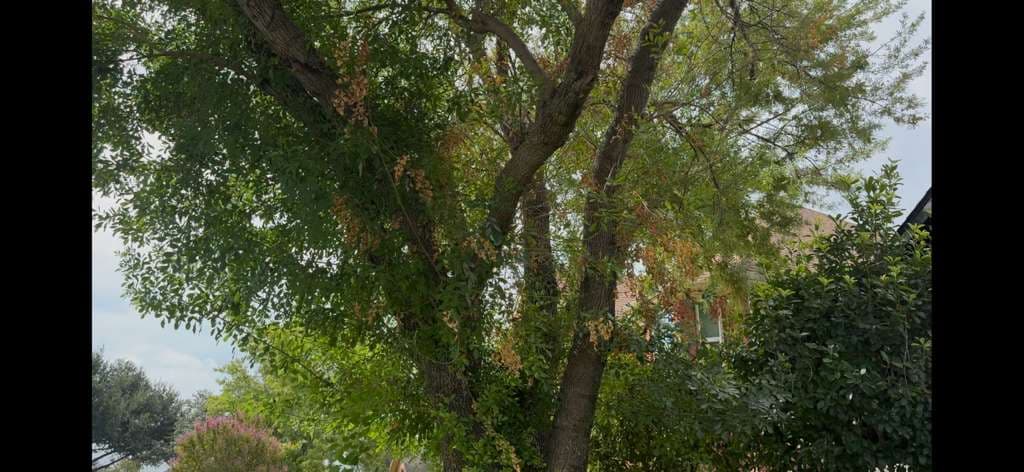 Drought Stress on an Ash Tree in Keller, Texas