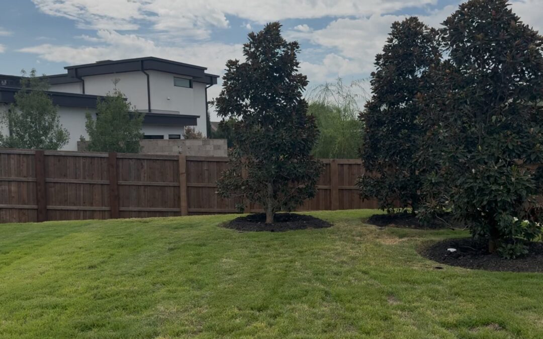 Establishing Newly Planted Southern Magnolia Trees | Proper Watering in Southlake, Texas