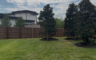 Establishing Newly Planted Southern Magnolia Trees | Proper Watering in Southlake, Texas