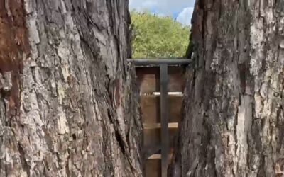 Texas Pecan Tree Cabling & Bracing for Codominant Stems | Roanoke, Texas