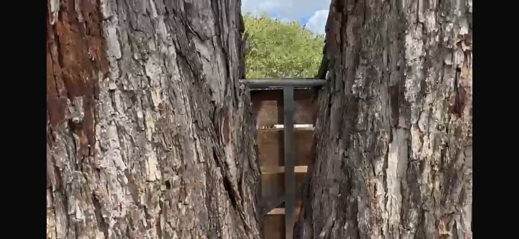 Texas Pecan Tree Cabling & Bracing for Codominant Stems | Roanoke, Texas