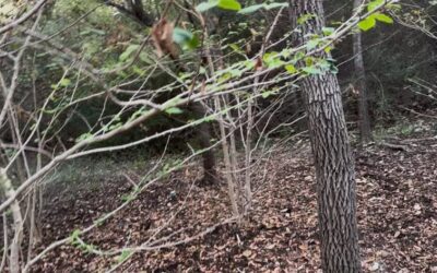 The Importance of Soil Samples for Plant Healthcare | Westover Hills, Texas