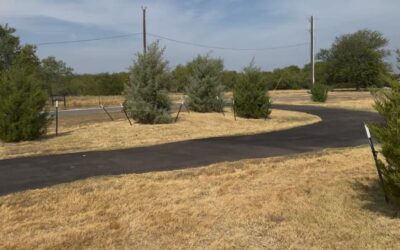 Tips for New Tree Establishment in Fort Worth, Texas
