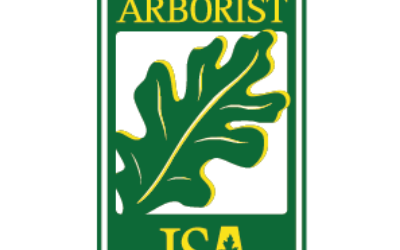 Identifying Oak Wilt in Live Oaks in Southlake, Texas