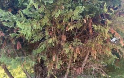 How to Control Disease in Leyland Cypress Trees | Weatherford, Texas