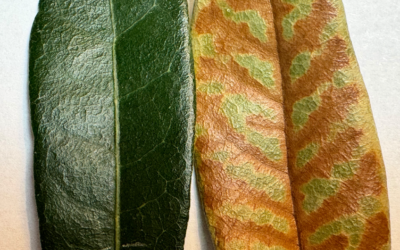 Identifying Oak Wilt in Live Oaks in Southlake, Texas